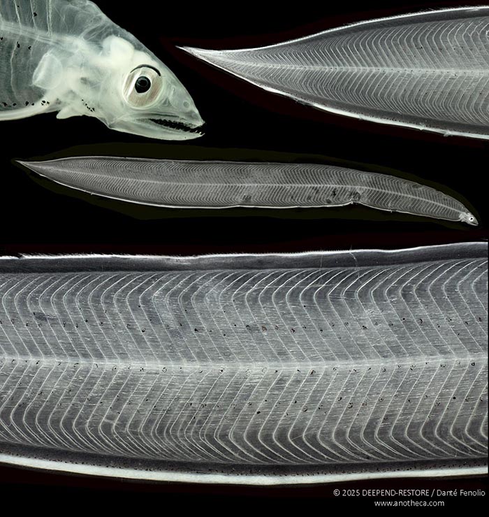 The "Large-toothed Conger" (Bathyuroconger vicinus) passes through a leptocephalus stage - as all known true eels do. In this stage, the larval eel is flattened like a penny and is translucent.