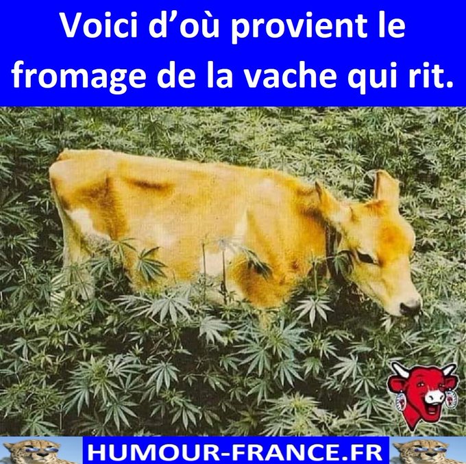text alternatif