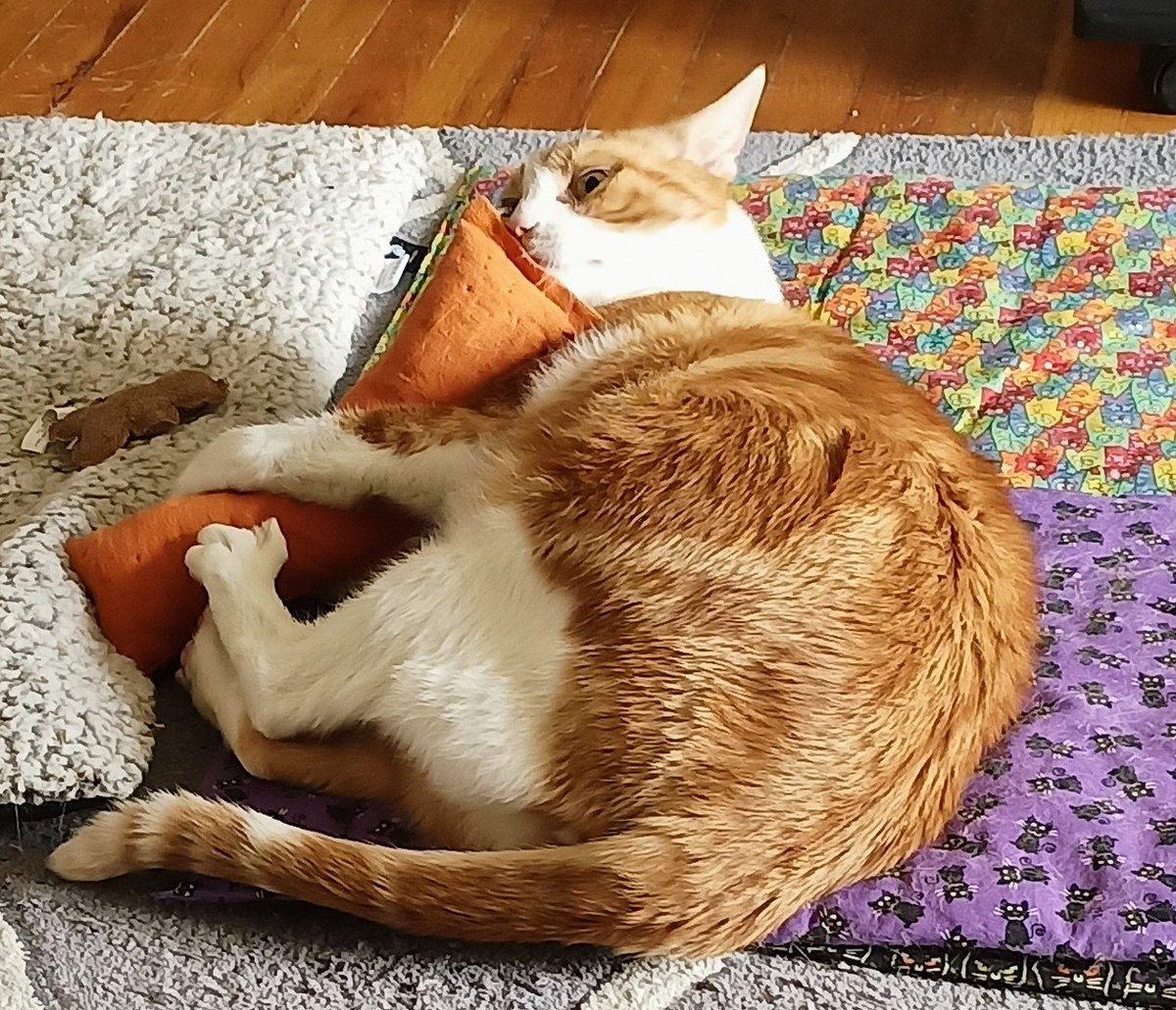 🌊😺Flo and Brigadier Sammy😺🌊 (@aurora3s) on Twitter photo #ZSHQ <a href="/catsrule0/">Marie Choo Choo, married to Chalky</a> <a href="/dora_nlk/">Dora K</a> <a href="/parham1961/">jackie parham</a> <a href="/LBisaillon/">Chowsie</a> @bloomNight2 <a href="/marisbellamy1/">Maris Bellamy</a> <a href="/Vanessaandcats1/">Vanessa Taylor</a> <a href="/GailCarangelo/">Gail K. Carangelo</a> <a href="/MauSupercat/">House of Mau</a> <a href="/Palmolive_S_Pan/">Palmolive</a> <a href="/JennyNicholas4/">Jenny,Saffy,Tigger,Fizbo an Twerp da Canary</a> <a href="/Lindsayph6/">Lindsayph</a>
<a href="/AviwhiteGSD/">Avilovesdogsandcats❤️</a>
Me catnip pillow good
4 sharpening me claws. Hab a great day 🥴🥰 #ZSHQ <a href="/catsrule0/">Marie Choo Choo, married to Chalky</a> <a href="/dora_nlk/">Dora K</a> <a href="/parham1961/">jackie parham</a> <a href="/LBisaillon/">Chowsie</a> @bloomNight2 <a href="/marisbellamy1/">Maris Bellamy</a> <a href="/Vanessaandcats1/">Vanessa Taylor</a> <a href="/GailCarangelo/">Gail K. Carangelo</a> <a href="/MauSupercat/">House of Mau</a> <a href="/Palmolive_S_Pan/">Palmolive</a> <a href="/JennyNicholas4/">Jenny,Saffy,Tigger,Fizbo an Twerp da Canary</a> <a href="/Lindsayph6/">Lindsayph</a>
<a href="/AviwhiteGSD/">Avilovesdogsandcats❤️</a>
Me catnip pillow good
4 sharpening me claws. Hab a great day 🥴🥰