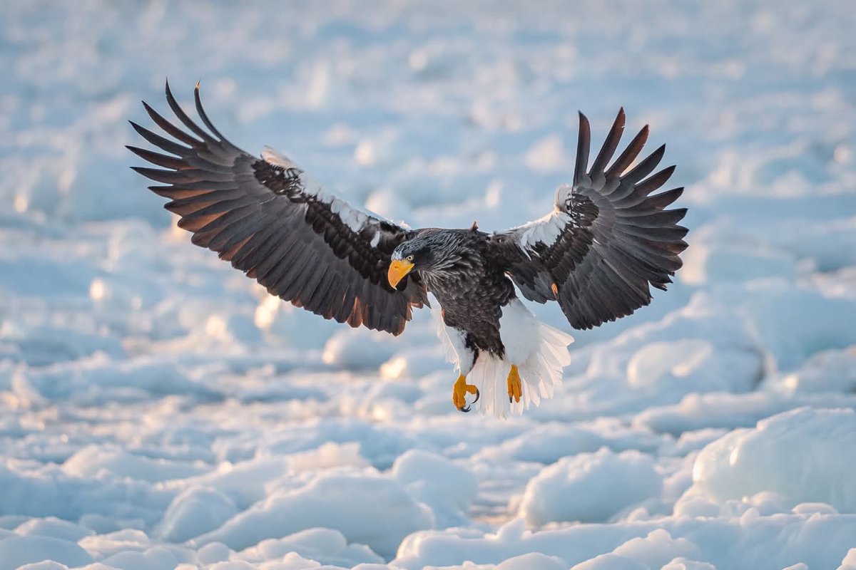BP_Chua's tweet photo. Steller's Sea Eagle
#bird #nature #wildlife #animal #birdphotography #naturephotography #birdofprey #Spreadwings #eagle https://t.co/ua29stFQD8