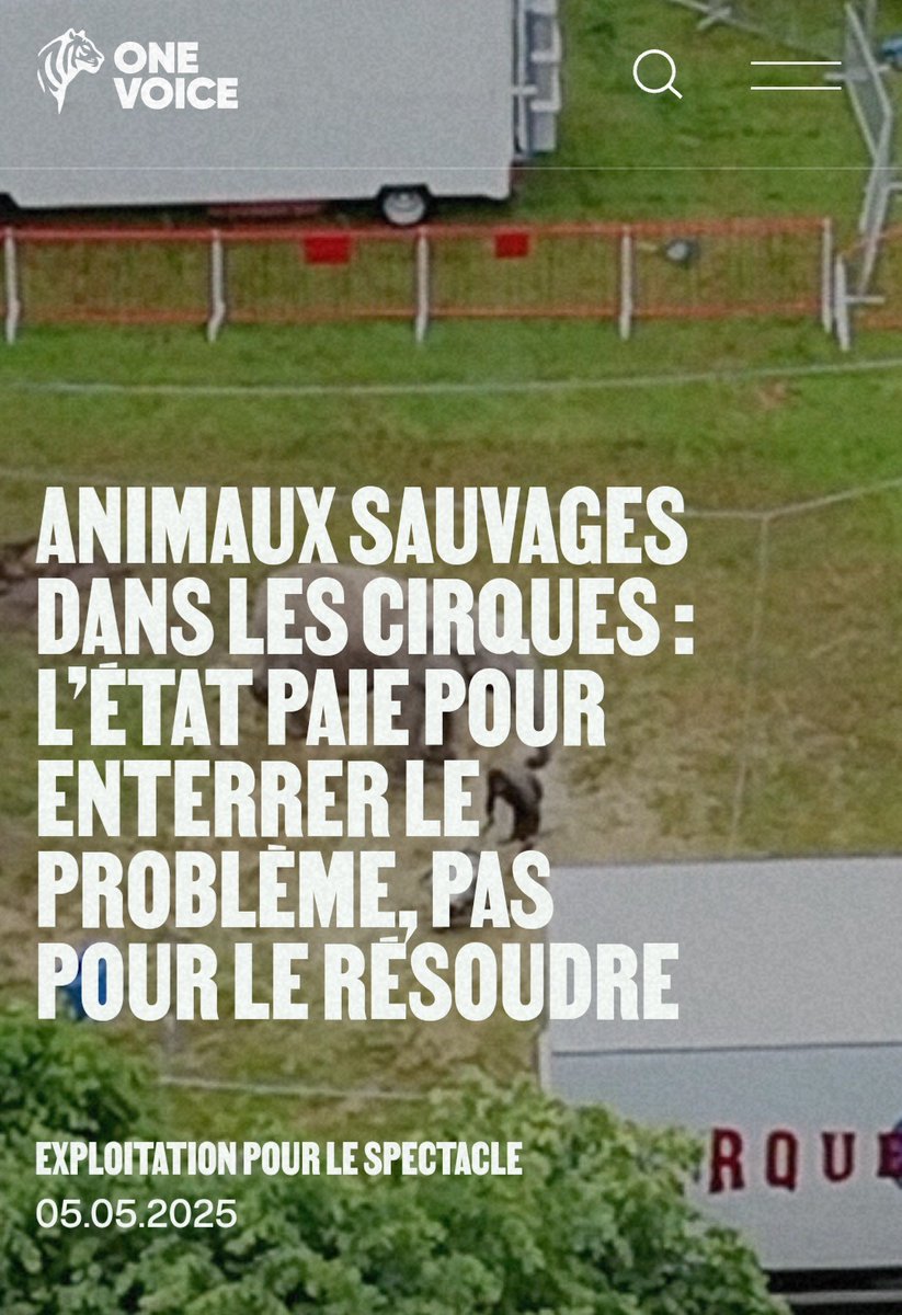 C'est une honte ! L'État débloque des millions d'euros pour aider les cirques qui continuent de détenir des animaux...

Le gouvernement préfère payer l’immobilisme plutôt que financer des sanctuaires... Une preuve supplémentaire que les animaux sont le dernier de leurs soucis.