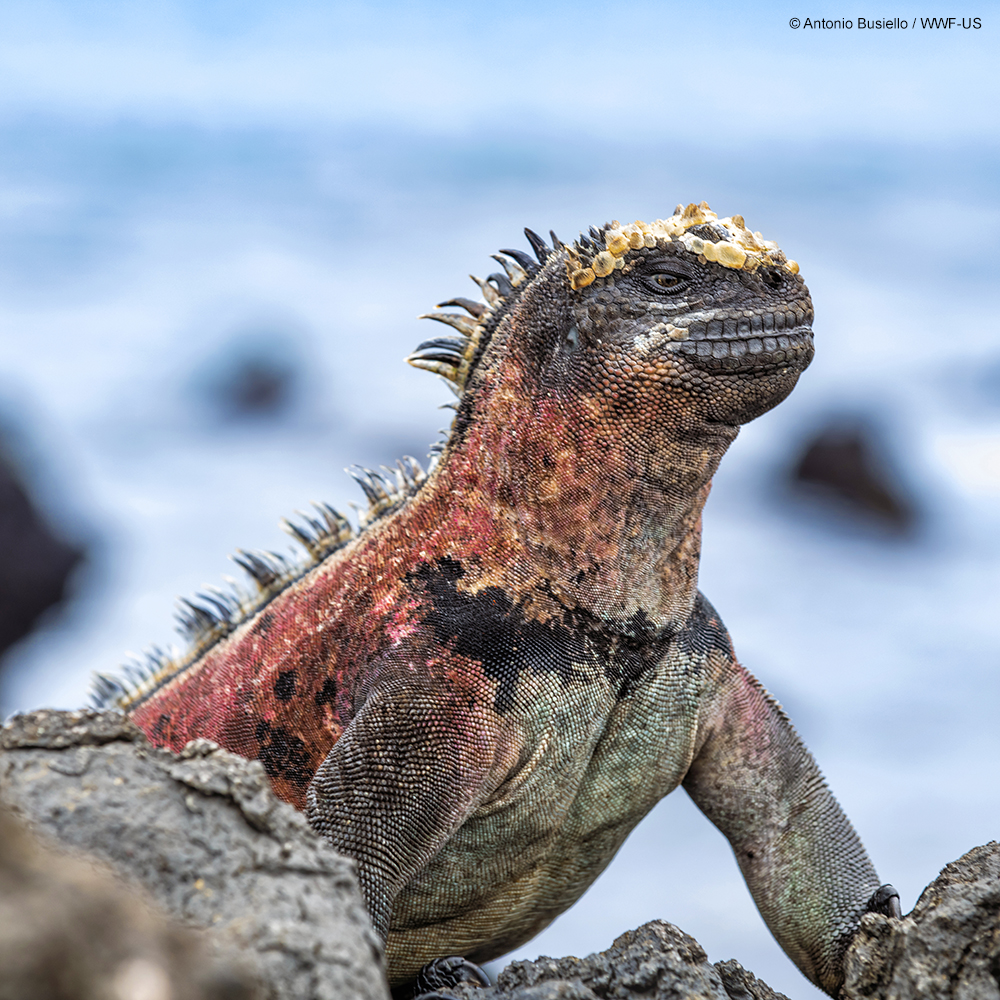 This creature may look familiar. Meet the marine iguana, the world’s only oceangoing lizard. They are found only in the Galápagos, where they can be seen resting on the rocky shores.
