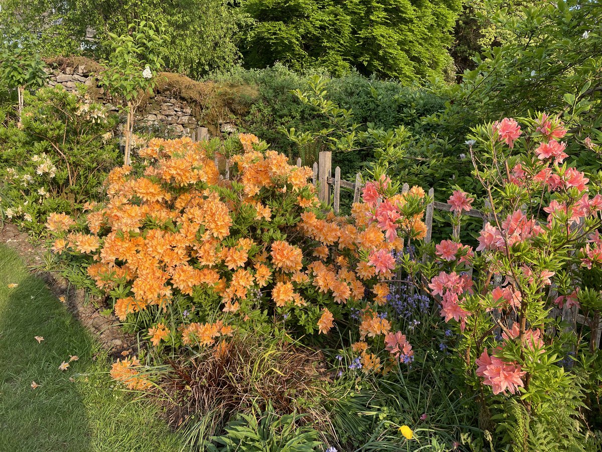 Gorgeous flowers, wisteria heaven.  #Brantwood #OnShowNow