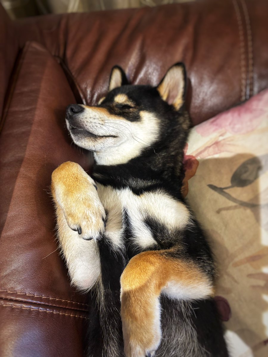 #愛犬の日 
くーちゃんはリラックスした一日でした
大人もリラックスした毎日を
phoenix-acumox.com