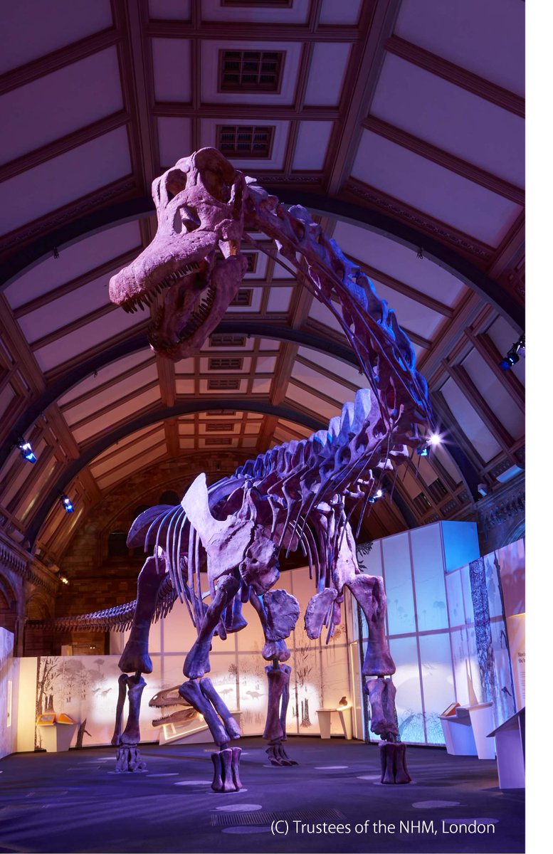 giantdinos_ex's tweet image. 【🦕大阪展情報🦖】
全長約37mのパタゴティタン・マヨルムが日本上陸‼️
ロンドンから国際巡回展として、大阪へやってくる❗️
日本初公開となる世界最大級の巨大竜脚類
「パタゴティタン・マヨルム」の全身復元骨格標本の展示をはじめ
恐竜の進化と繁栄の歴史をたどる、この夏必見の展覧会です🦕…