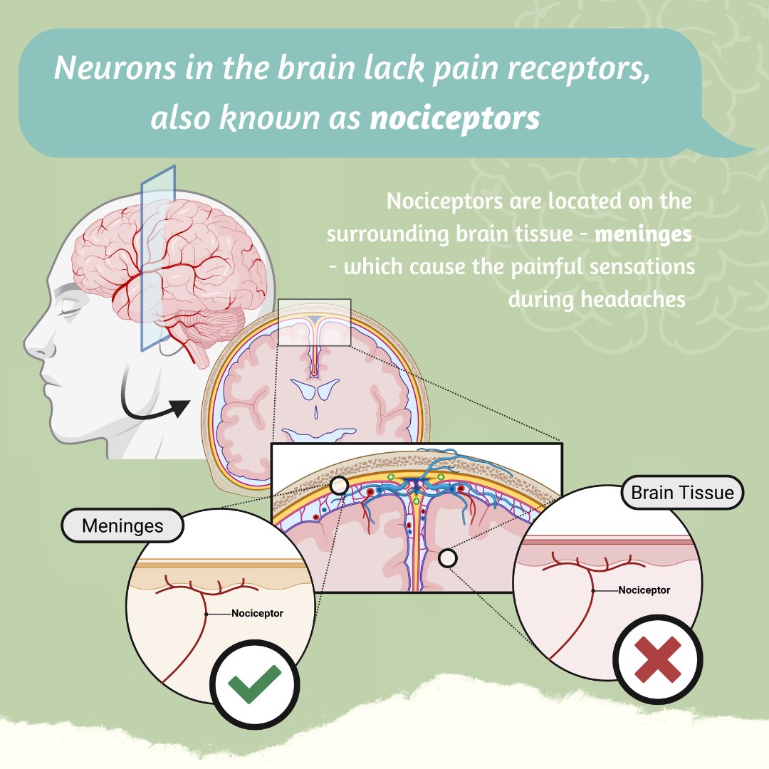 Your brain can process pain—but it can’t feel it. That’s right: the brain itself has no pain receptors. So during brain surgery, patients can be awake without feeling pain in the brain!  #neurosciencemyths