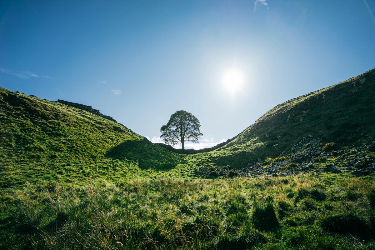 WildCRU, Oxford (@wildcru_ox) on Twitter photo Why are iconic trees so important to us? 🌳
As the felling of the Sycamore Gap tree reappears in the news, <a href="/ewanamacdonald/">Ewan Macdonald</a> and <a href="/HelenLParish/">Helen Parish</a> reshare their thoughts on why the felling of trees can be an emotive topic.
Read more 👉 bit.ly/3Z3MMqz Why are iconic trees so important to us? 🌳
As the felling of the Sycamore Gap tree reappears in the news, <a href="/ewanamacdonald/">Ewan Macdonald</a> and <a href="/HelenLParish/">Helen Parish</a> reshare their thoughts on why the felling of trees can be an emotive topic.
Read more 👉 bit.ly/3Z3MMqz