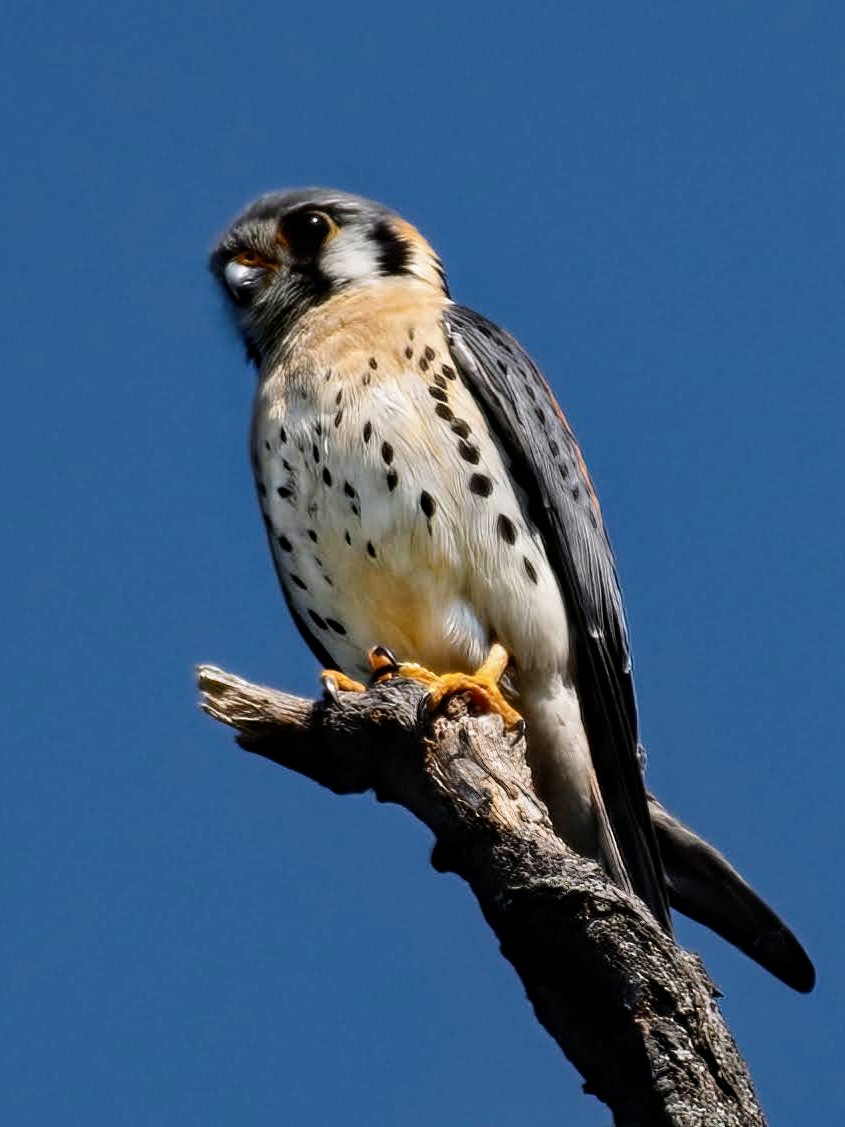 BirdCentralPark's tweet image. An American Kestrel perches high above the Central Park Ramble.