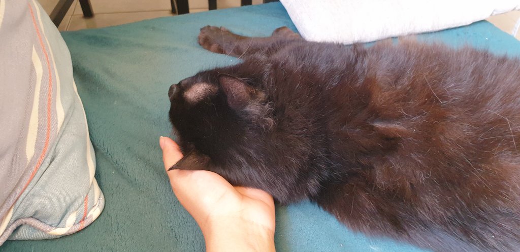 DirtySoon's tweet image. How am i supposed to work in these conditions?!
I took a break and my coworker trapped me! 😠