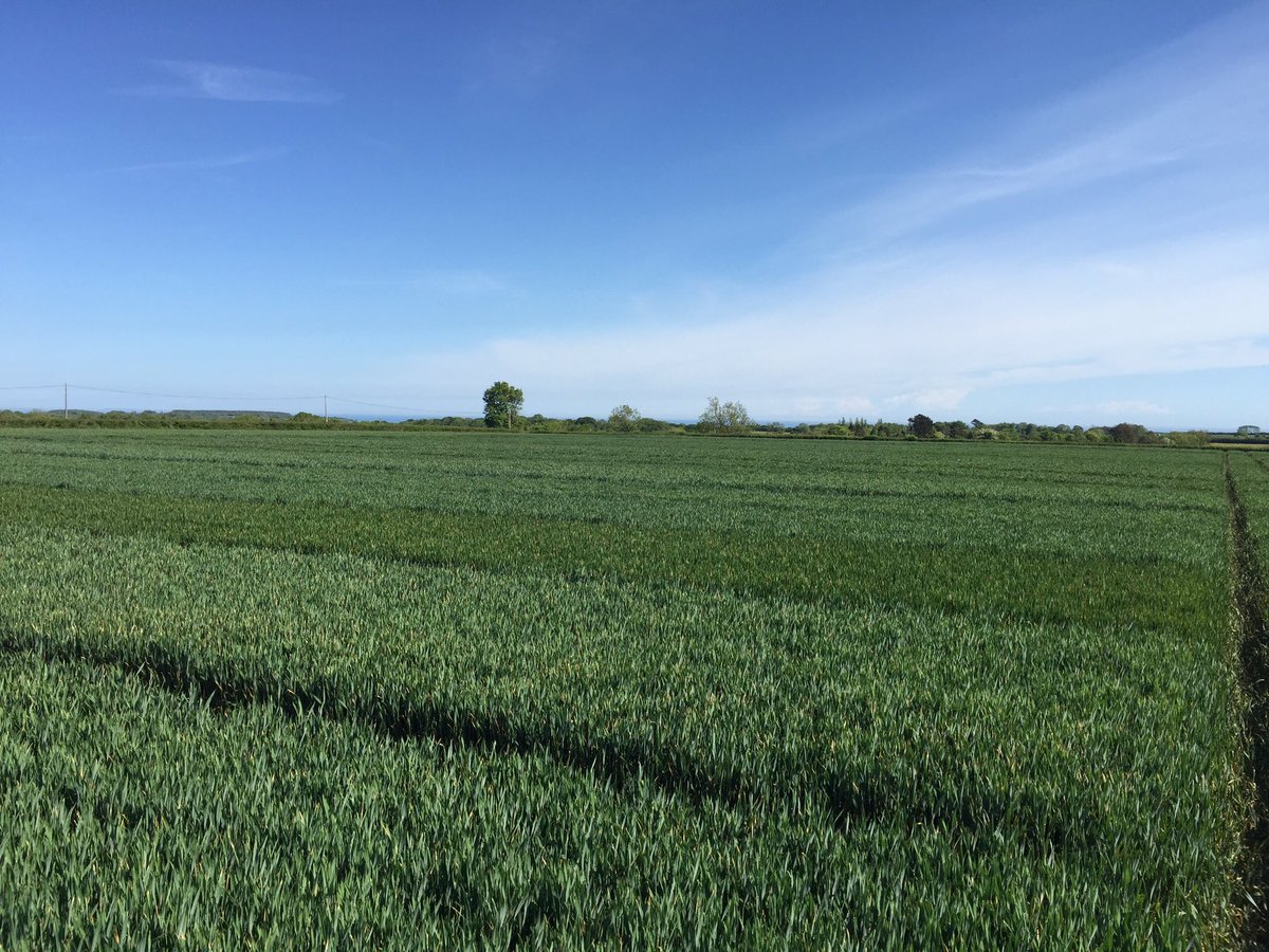 Winter Wheat at Branscombe, #Devon starting to motor, LG Rebellion booting, others (Extase, Arnie, Equippe) not far behind. No #YellowRust anywhere, even Claire untreated, all looking pretty clean, Astronomer and Skyscraper least clean of untreated.