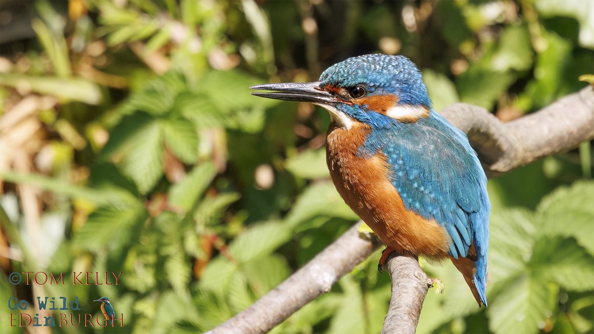 gowildedinburgh's tweet image. This male kingfisher was dazzling in the sunshine this morning. He's spent the last few weeks rearing 5 chicks that finally fledged, on the Water of Leith, on Sunday morning.
Hopefully the adults will stick together for a second brood! 🤞
#Edinburgh #urbanwildlife #waterofleith