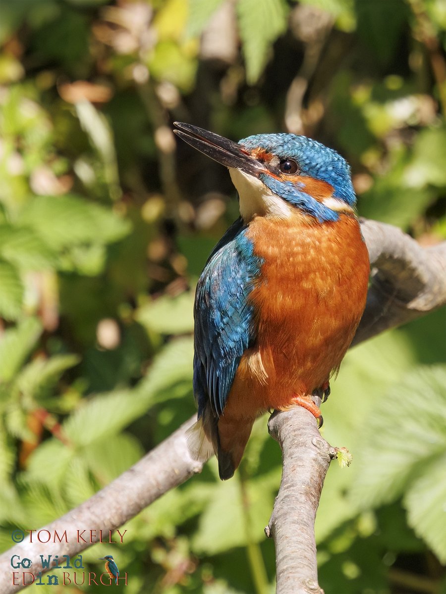 gowildedinburgh's tweet image. This male kingfisher was dazzling in the sunshine this morning. He's spent the last few weeks rearing 5 chicks that finally fledged, on the Water of Leith, on Sunday morning.
Hopefully the adults will stick together for a second brood! 🤞
#Edinburgh #urbanwildlife #waterofleith