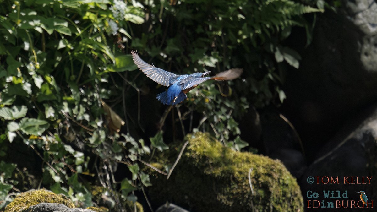 gowildedinburgh's tweet image. This male kingfisher was dazzling in the sunshine this morning. He's spent the last few weeks rearing 5 chicks that finally fledged, on the Water of Leith, on Sunday morning.
Hopefully the adults will stick together for a second brood! 🤞
#Edinburgh #urbanwildlife #waterofleith