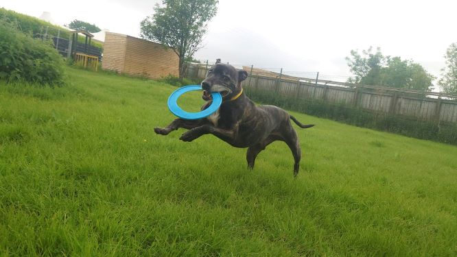 DT_WestCalder's tweet photo. Do you have a garden? 🏡Do you have a sofa? Then Harry needs you!👉 This handsome chap is our oldest resident at 11 years old. He is looking for a calm retirement home where he can relax on the sofa next to his favourite toy - his unicorn!🦄 Harry is uncomfortable around other dogs, so all he wants is a garden of his own where he can potter around.💛 Could you foster or adopt him? Visit our website or call us to find out more! https://t.co/Kd7aZuLbat
#AdoptDontShop
#ADogIsForLife
@DogsTrust