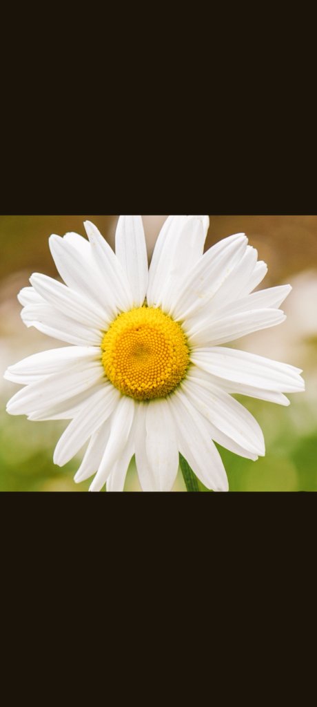 الشرخ الشرجي Anal fissure
مغطس البابونج Chamomile مفيد جداً لعلاج الشرج الشرجي.