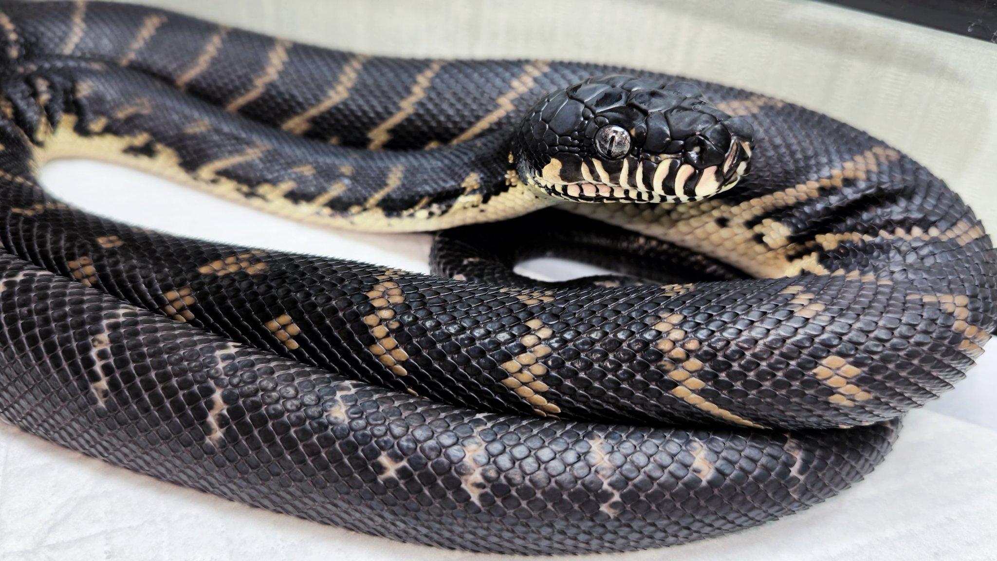 サンギーラ（買取強化中） on X: 