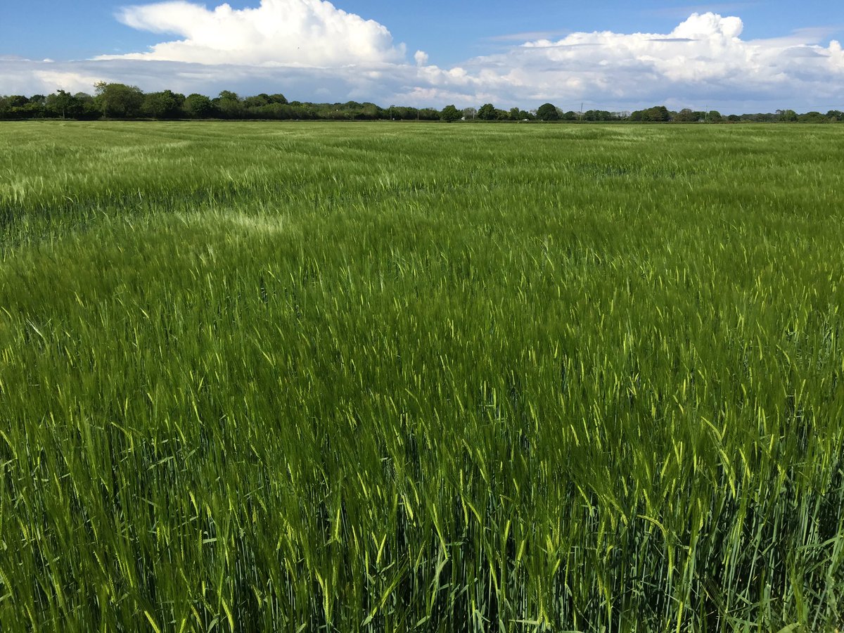 LG Caravelle now looking good after showers this last weekend, 🤞