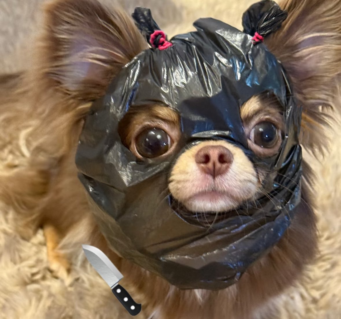 twaniimals's tweet photo. https://t.co/QeHDEq0Emf