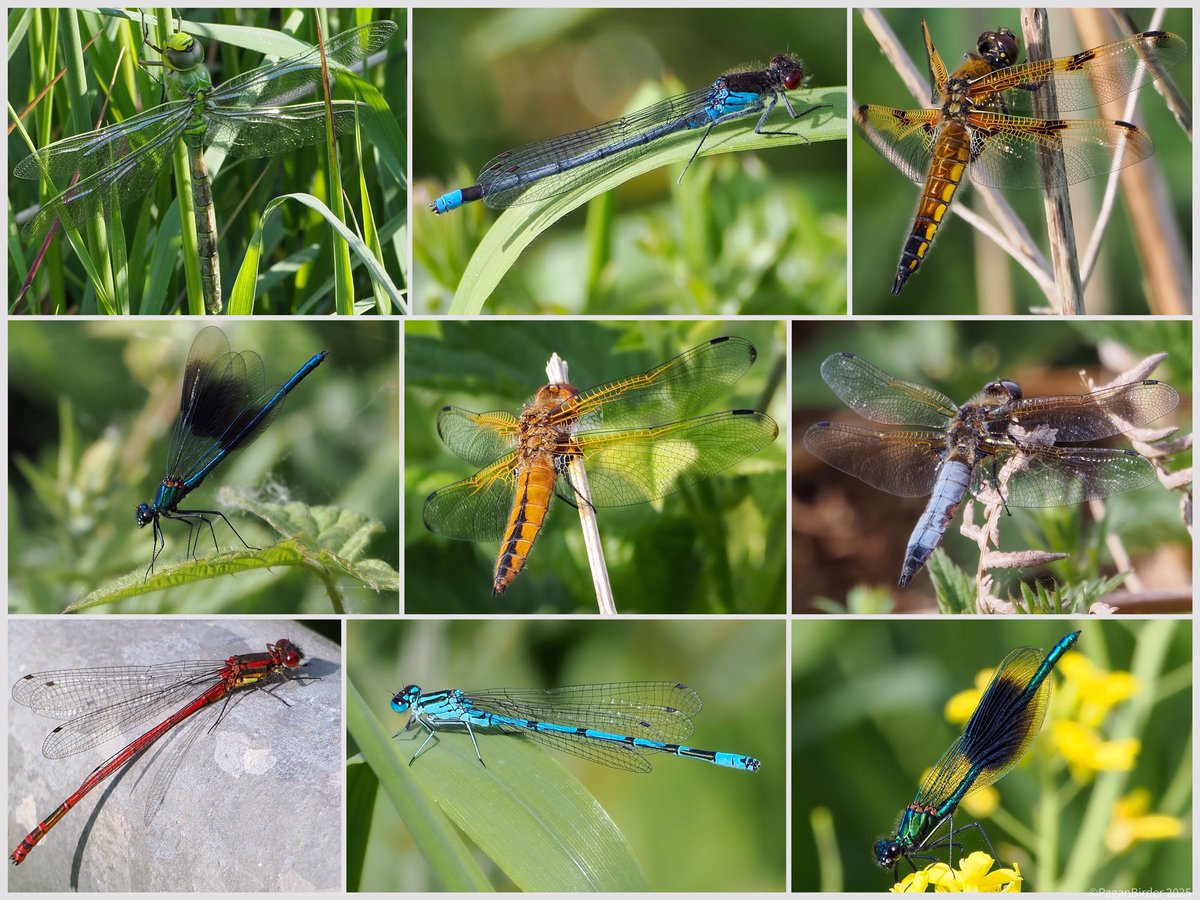 Pagan Birder (@fegwitch) on Twitter photo Beautiful Dragons, a great source of entertainment while waiting for the Purple Heron to make an appearance at Shapwick on Sunday. Emperor, Red eyed Damselfly, Four spot Chaser, Banded Demoiselle, Scarce Chaser, Large Red & Common Blue Damselfly <a href="/AvalonMarshes/">Avalon Marshes</a> Beautiful Dragons, a great source of entertainment while waiting for the Purple Heron to make an appearance at Shapwick on Sunday. Emperor, Red eyed Damselfly, Four spot Chaser, Banded Demoiselle, Scarce Chaser, Large Red & Common Blue Damselfly <a href="/AvalonMarshes/">Avalon Marshes</a>