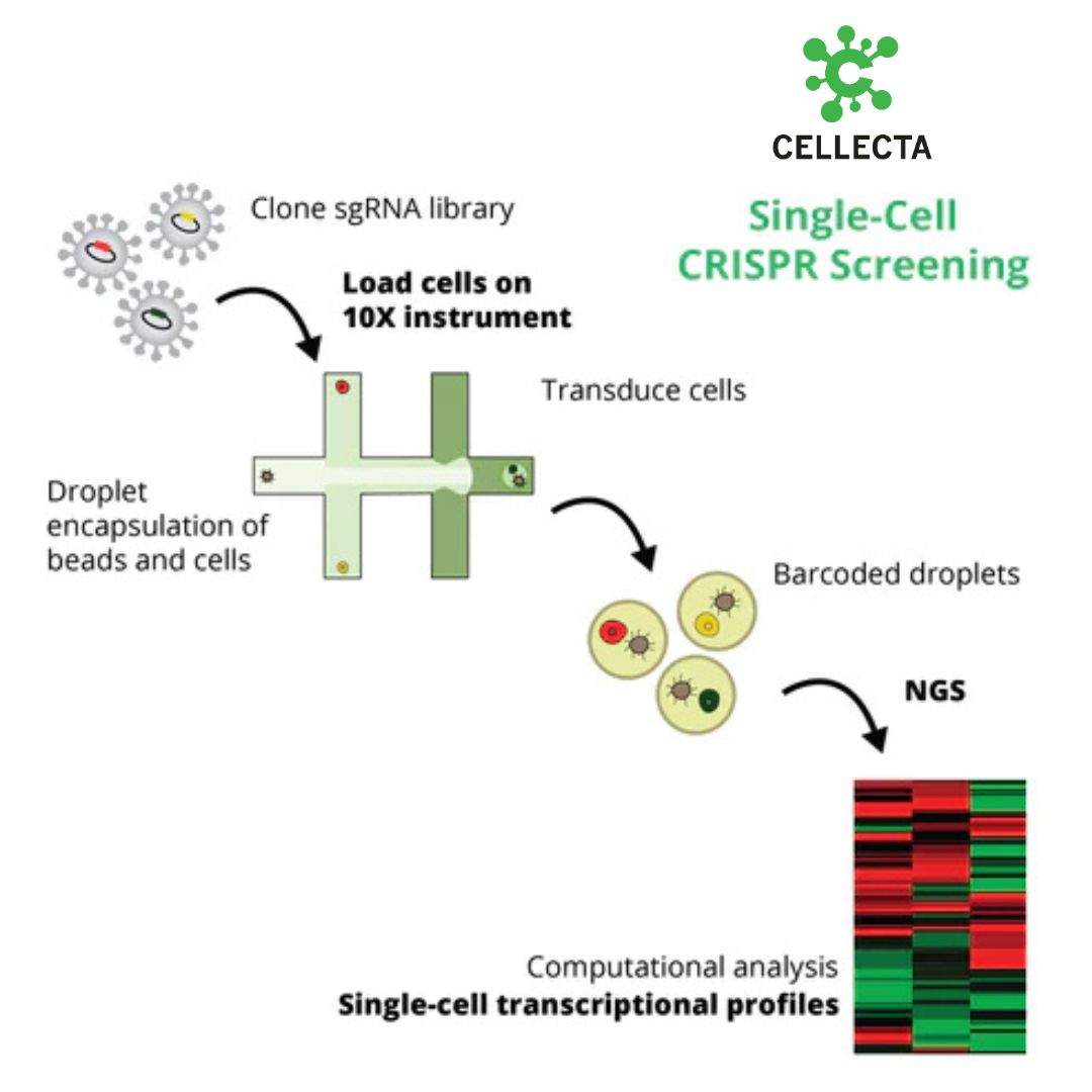 Cellecta’s Single-Cell CRISPR Screening Service (Perturb-Seq, CRISP-Seq, CROP-Seq) lets you study how genetic perturbations reshape mRNA expression at the single-cell level—using 10X Chromium scRNA-Seq.
Get a quote at: cellecta.com/products/singl…
#CRISPRScreening #Cellecta