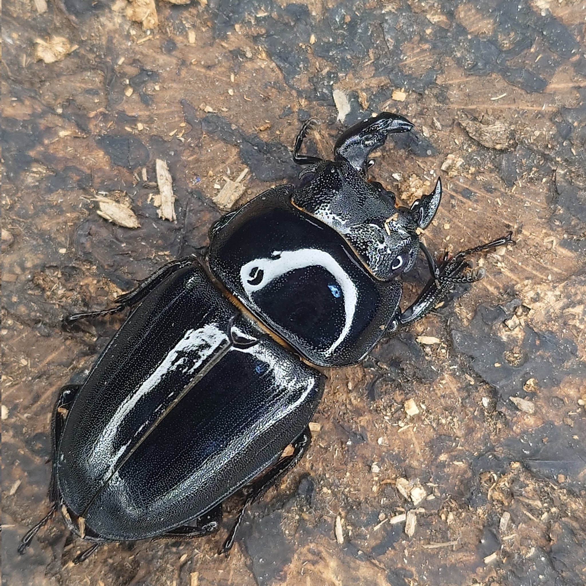 みのむし すいすい (@shika36812) / X