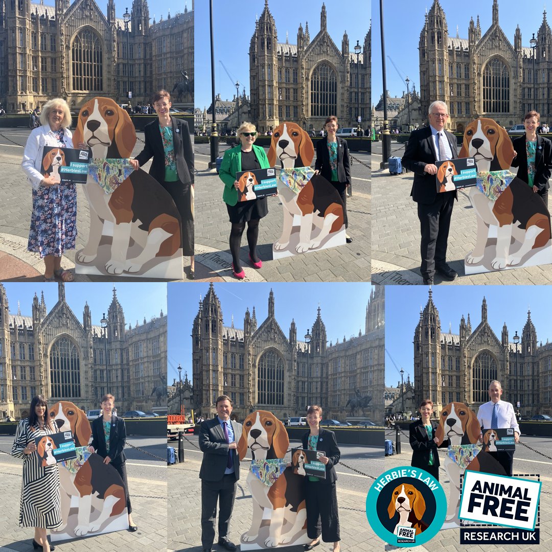 Today, ahead of World Animal Free Research Day on the 27 May, MPs and Peers from different parties took a stand against animal testing outside Parliament, standing next to a giant cutout of beagle Herbie, to raise awareness of #HerbiesLaw.  

 animalfreeresearchuk.org/parliamentaria…