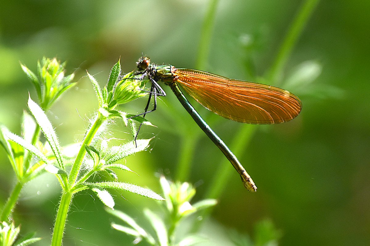 Chiltern Woods (@chilternwoods) on Twitter photo Beautiful Demoiselle female damselfly photographed at Ham Wood #Thame today. <a href="/RiverThameCT/">River Thame CT</a> Beautiful Demoiselle female damselfly photographed at Ham Wood #Thame today. <a href="/RiverThameCT/">River Thame CT</a>
