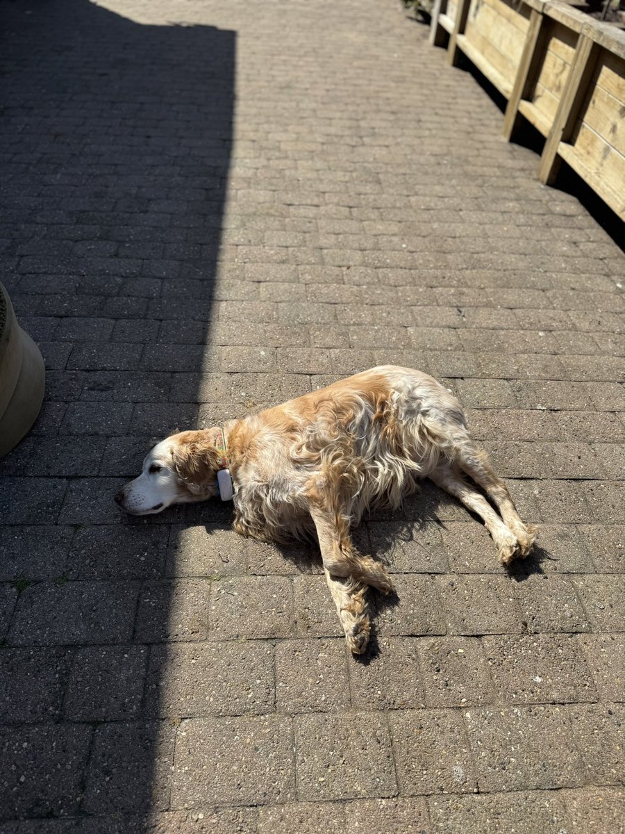 SpanielsSuper's tweet image. Mum,  why does the sun move?
I went to sleep in the lovely warm sunshine, then my head got cold #Cross 
#Annoying