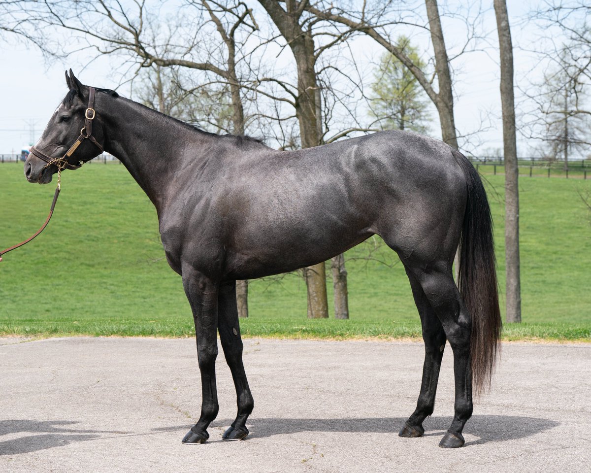 📢Selling today at <a href="/FasigTiptonCo/">Fasig-Tipton</a> May Digital📢
Hip 89- Pisgah Pike (Blame x Rubindy (Bernardini)) is a big, beautiful filly by an influential broodmare sire...she's got all the makings of a solid broodmare with the physical to back it up. #InvestInSuccess
digital.fasigtipton.com/sales/entry/41…
