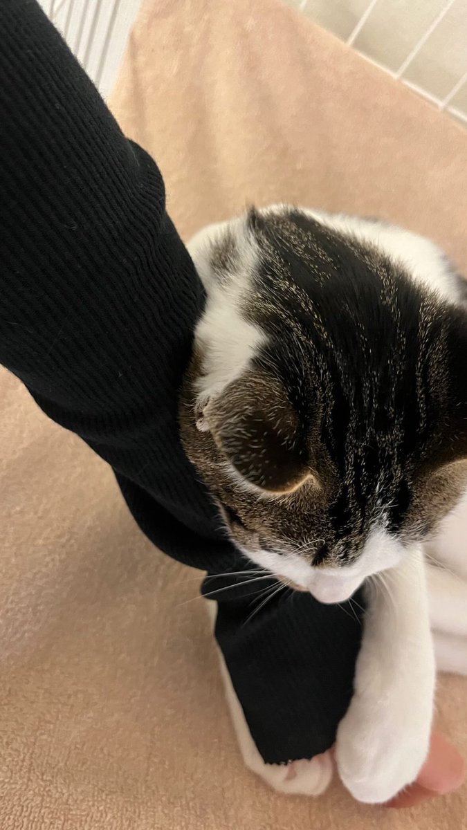 sofubi (@sofubi9997) on Twitter photo 