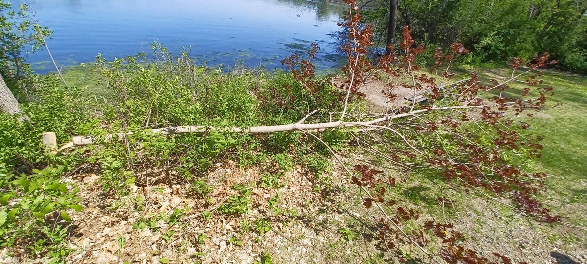 IODWPodcast's tweet image. This is resilience! A young tree at Cedar Lake was cut down and left. It was bare at the time. Sunday, we noticed this. With just a tiny portion of the trunk still attached, this sweet tree is not only surviving it is leafing out! This is stepping forward with faith, dammit!