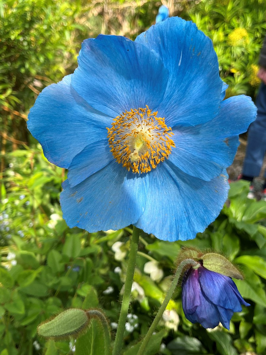 Hebridean Island Cruises (@hebcruises) on Twitter photo Blooming marvellous! Read our latest cruise log, Botanical Wonders of the West Coast here: bit.ly/BWWCLog
#hebrideanprincess #cruise #smallshipcruising #lovescotland #gardens #luxurytravel <a href="/ArduaineFriends/">Arduaine Friends</a> <a href="/AttadaleGardens/">Attadale Gardens</a> Blooming marvellous! Read our latest cruise log, Botanical Wonders of the West Coast here: bit.ly/BWWCLog
#hebrideanprincess #cruise #smallshipcruising #lovescotland #gardens #luxurytravel <a href="/ArduaineFriends/">Arduaine Friends</a> <a href="/AttadaleGardens/">Attadale Gardens</a>