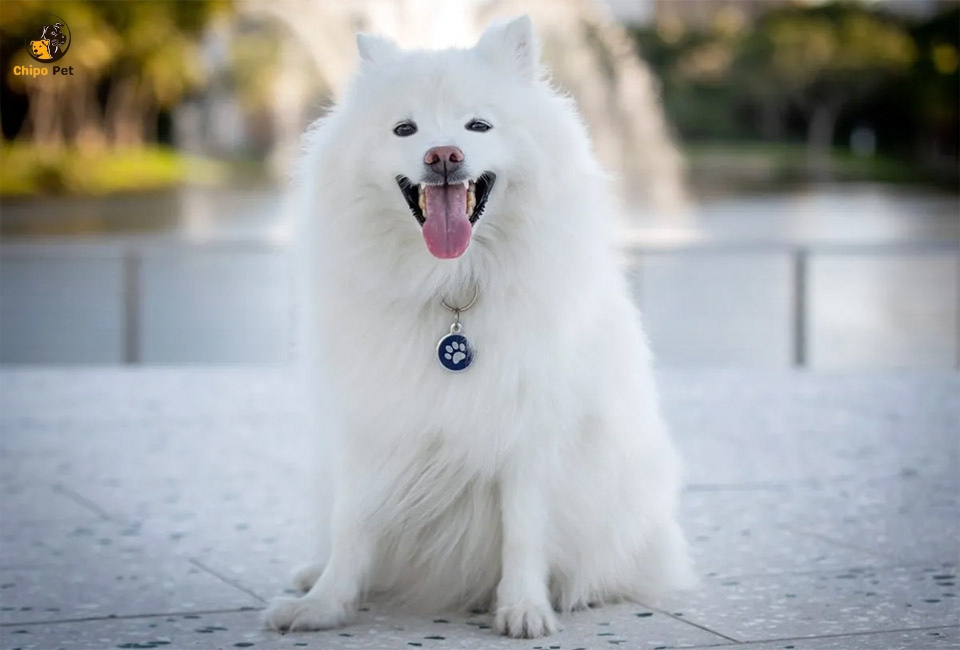 chipopetcom's tweet photo. Meet the American Eskimo Dog, affectionately known as the “Eskie.” Learn why this charming, cloud-like pup with German roots is beloved for its intelligence, loyalty, and show-stopping coat. #chippopet #chipo #pet #dog #AmericanEskimo 

Read more: https://t.co/WPwIuzCypt https://t.co/DSEf2fW2Hi