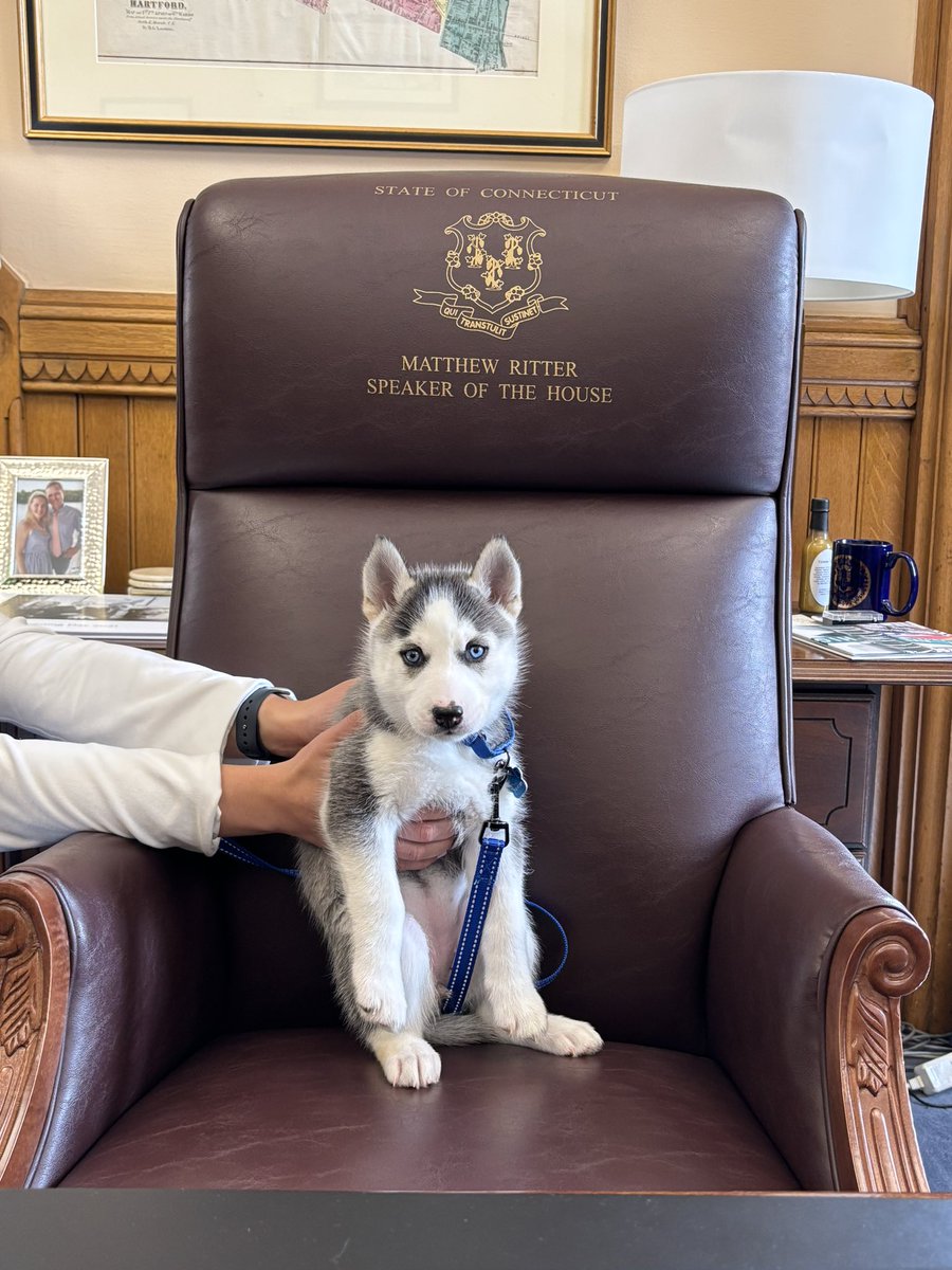 I’ll gladly share my chair with this husky!! <a href="/cthumane/">CT Humane Society</a>
