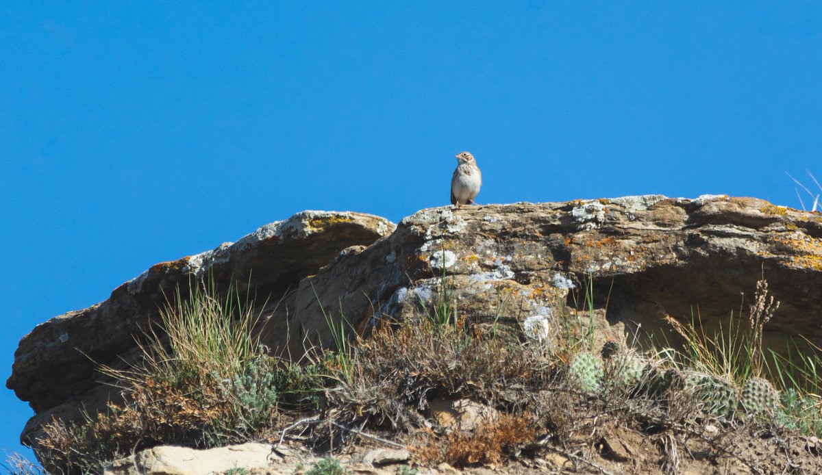 Birding for Nature is an event raising crucial 💸 funds to support Nature Alberta and the work it does. Donate today to our Birding for Nature campaign now at naturealberta.ca/birding-for-na…
📸Nick Carter
#birdingfornature #fundraising #nature #alberta