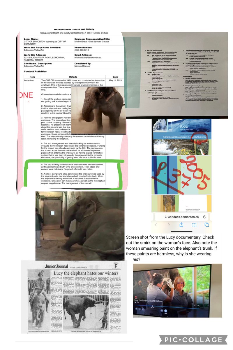 <a href="/Town5983/">Mari Edwards</a> <a href="/Cosmicbrigade/">#T4Animals 🐘🦁🦒🐅🦊🦔🐻</a> <a href="/AmarjeetSohiYEG/">Amarjeet Sohi</a> <a href="/YourAlberta/">Alberta Government</a> <a href="/EdmontonClerk/">Edmonton City Clerk</a> <a href="/EdmontonTourism/">EdmontonTourism</a> <a href="/Animal_Watch/">🌎Animal Watch</a> <a href="/KensingtonRoyal/">The Prince and Princess of Wales</a> <a href="/RoyalFamily/">The Royal Family</a> Impressive <a href="/AmarjeetSohiYEG/">Amarjeet Sohi</a>  #yegzoo Director 
👇 tells staff to with hold 🐘injuries from public record <a href="/RCMP/">RCMP / GRC</a> <a href="/AB_Enviro/">Alberta Environment and Protected Areas</a> <a href="/JusticeCanadaEN/">Justice Canada</a> is that legal 👇this is where the council zoo  “line” said to tax payers/ tourists/Senate! Lucy is fine” comes from.  Are 200 injuries fine?