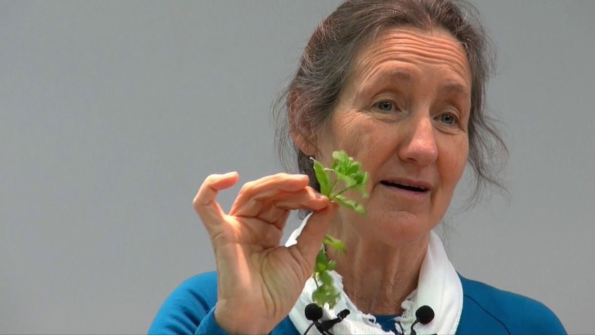 IronSage_'s tweet image. Meet Big Pharma’s greatest foe.

Barbara O’Neill.

This 71-year-old woman’s banned healing methods have saved millions of lives.

I&apos;ve collected her top 8 lessons: