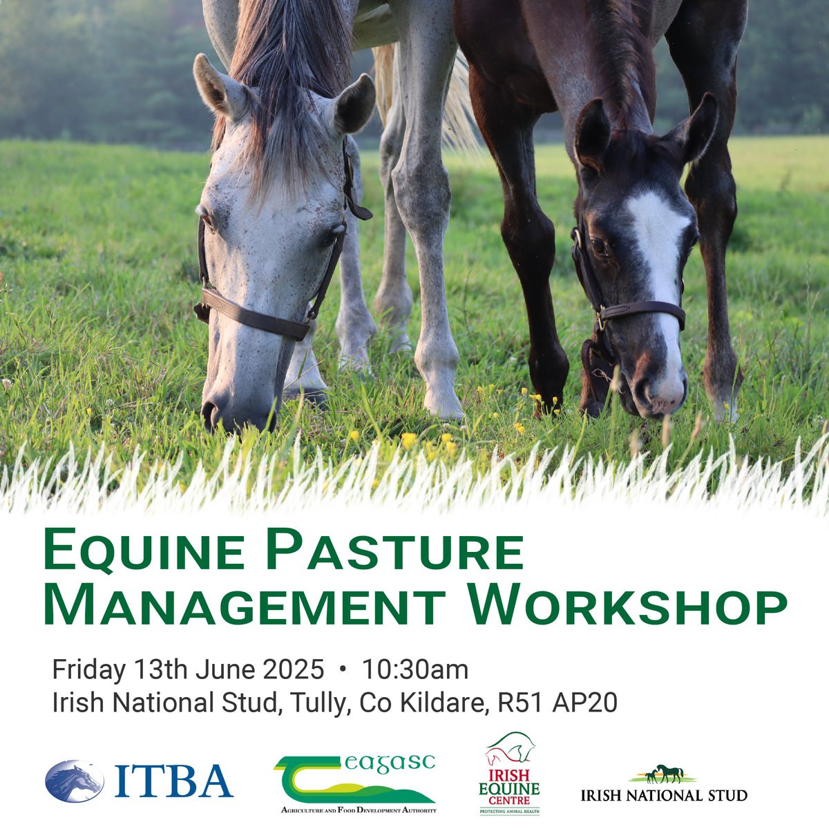 📢Equine Pasture Management Workshop

🌱Join ITBA and <a href="/teagasc/">Teagasc</a>  for an informative farm walk covering efficient farming, pasture management, soil management, pasture hygiene, and biodiversity on equine farms

There are two regional events to choose from. Booking €15, register