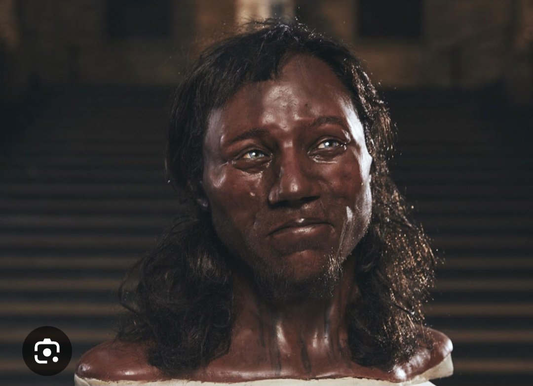 revoltinghippie's tweet image. This is a reconstruction of Cheddar man in the Natural History Museum. Cheddar man lived 10,000 years ago in "England" and did not speak English.