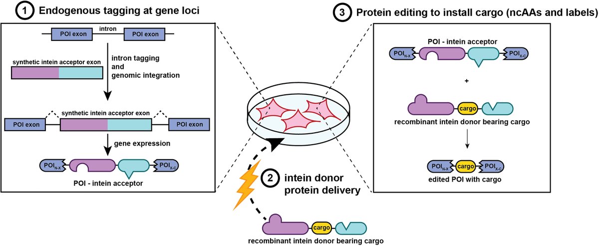 Penn Medicine CSO (@pennmedcso) on Twitter photo Intracellular protein editing & noncanonical residues in endogenous proteins ft. <a href="/JennaNBeyer/">Jenna Beyer</a>, Kaitlyn Toy, <a href="/MohammadAltafN3/">Mohd Altaf Najar, Ph.D.</a>, <a href="/NRaniszewski1/">Nicole Raniszewski</a>, <a href="/GMBurslem/">GB</a> (<a href="/BB_UPenn/">UPenn Dept of Biochem & Biophys</a>), <a href="/YSereb/">Yevgeniy Serebrenik</a>, <a href="/efeierman/">Emily Feierman</a>, <a href="/korblab/">KorbLab</a> & <a href="/ophirshalem/">Ophir Shalem</a> (<a href="/PennGenetics/">Penn Genetics</a>) <a href="/PennEpiInst/">Penn Epigenetics</a> <a href="/Penn_CBIO/">Univ. of Pennsylvania Department of Cancer Biology</a> science.org/doi/10.1126/sc… Intracellular protein editing & noncanonical residues in endogenous proteins ft. <a href="/JennaNBeyer/">Jenna Beyer</a>, Kaitlyn Toy, <a href="/MohammadAltafN3/">Mohd Altaf Najar, Ph.D.</a>, <a href="/NRaniszewski1/">Nicole Raniszewski</a>, <a href="/GMBurslem/">GB</a> (<a href="/BB_UPenn/">UPenn Dept of Biochem & Biophys</a>), <a href="/YSereb/">Yevgeniy Serebrenik</a>, <a href="/efeierman/">Emily Feierman</a>, <a href="/korblab/">KorbLab</a> & <a href="/ophirshalem/">Ophir Shalem</a> (<a href="/PennGenetics/">Penn Genetics</a>) <a href="/PennEpiInst/">Penn Epigenetics</a> <a href="/Penn_CBIO/">Univ. of Pennsylvania Department of Cancer Biology</a> science.org/doi/10.1126/sc…