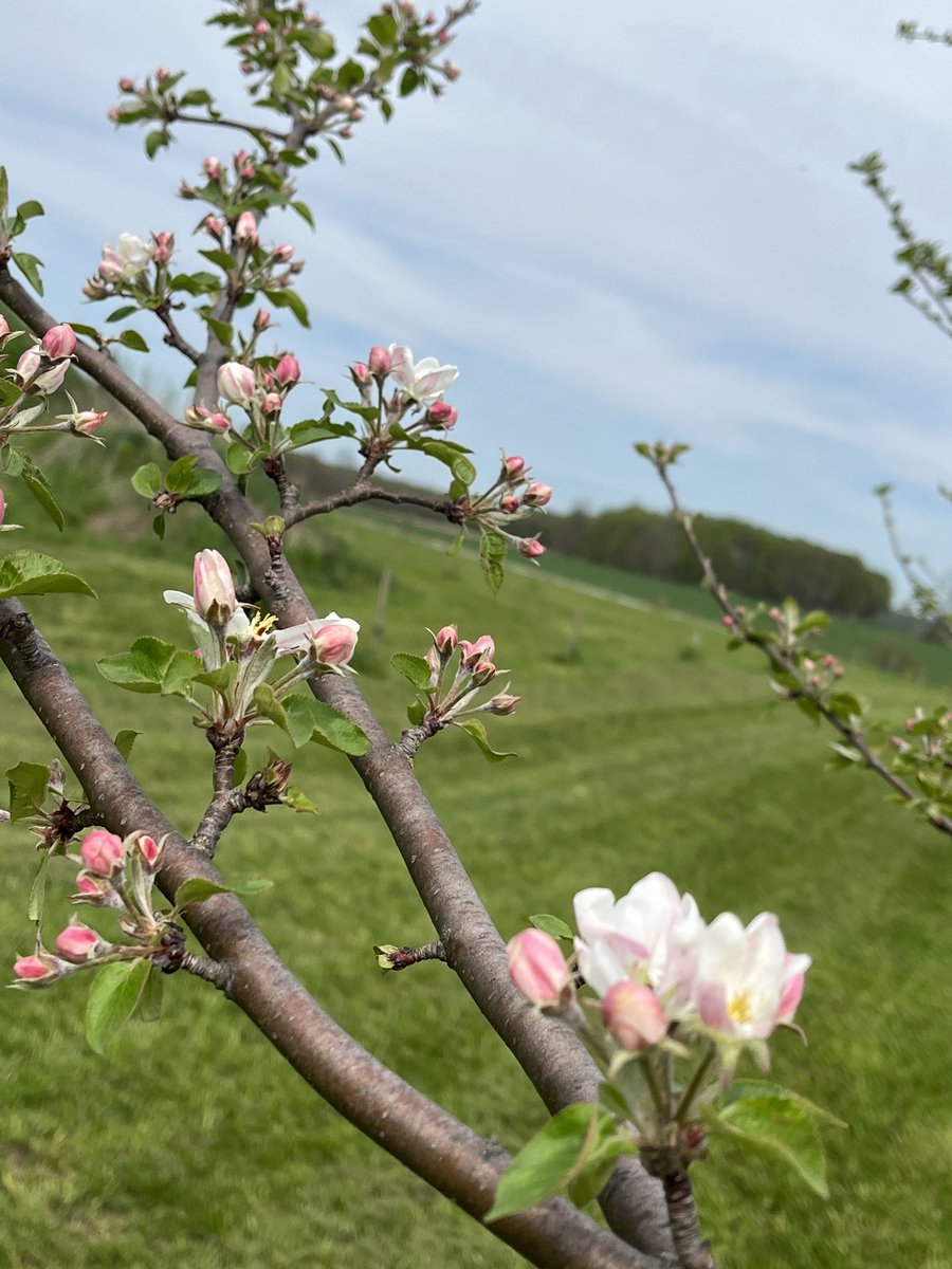 CiderFire's tweet image. ⁦@CityNatasha⁩ #appleblossom season as started! From white,pink,deep pink. With over 600 varieties they all bloom at different times! #brucecounty Don’t miss the Blossoms contact us. We are 3 hrs from #gta