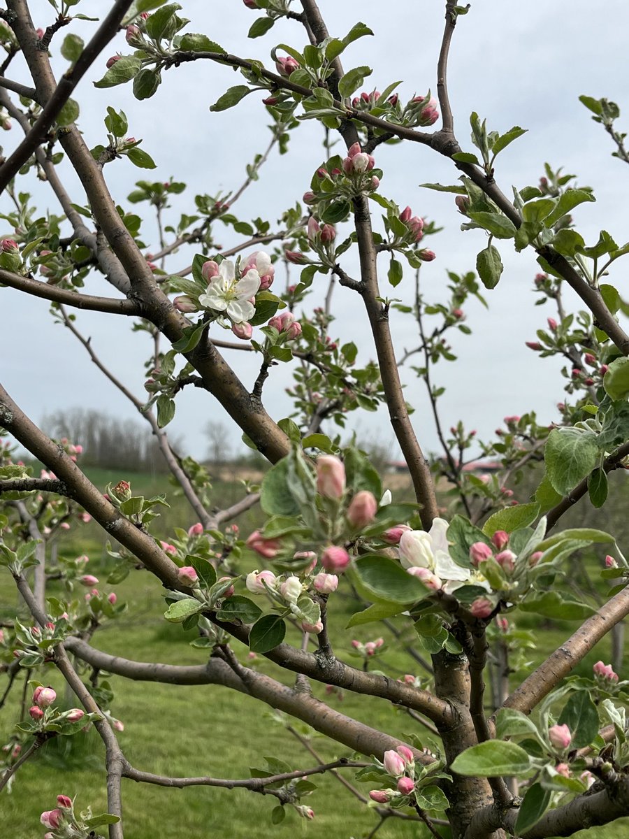 CiderFire's tweet image. ⁦@CityNatasha⁩ #appleblossom season as started! From white,pink,deep pink. With over 600 varieties they all bloom at different times! #brucecounty Don’t miss the Blossoms contact us. We are 3 hrs from #gta