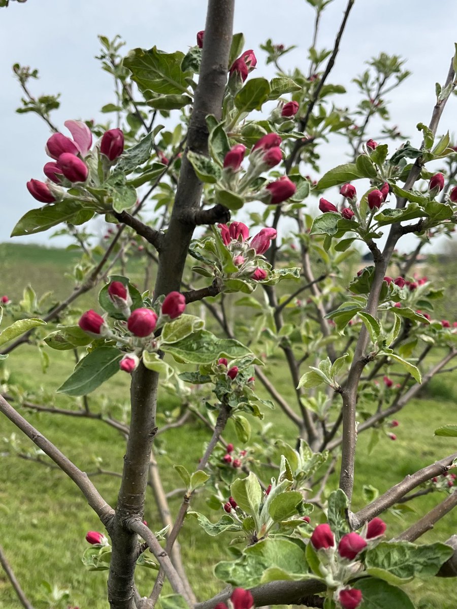 CiderFire's tweet image. ⁦@CityNatasha⁩ #appleblossom season as started! From white,pink,deep pink. With over 600 varieties they all bloom at different times! #brucecounty Don’t miss the Blossoms contact us. We are 3 hrs from #gta