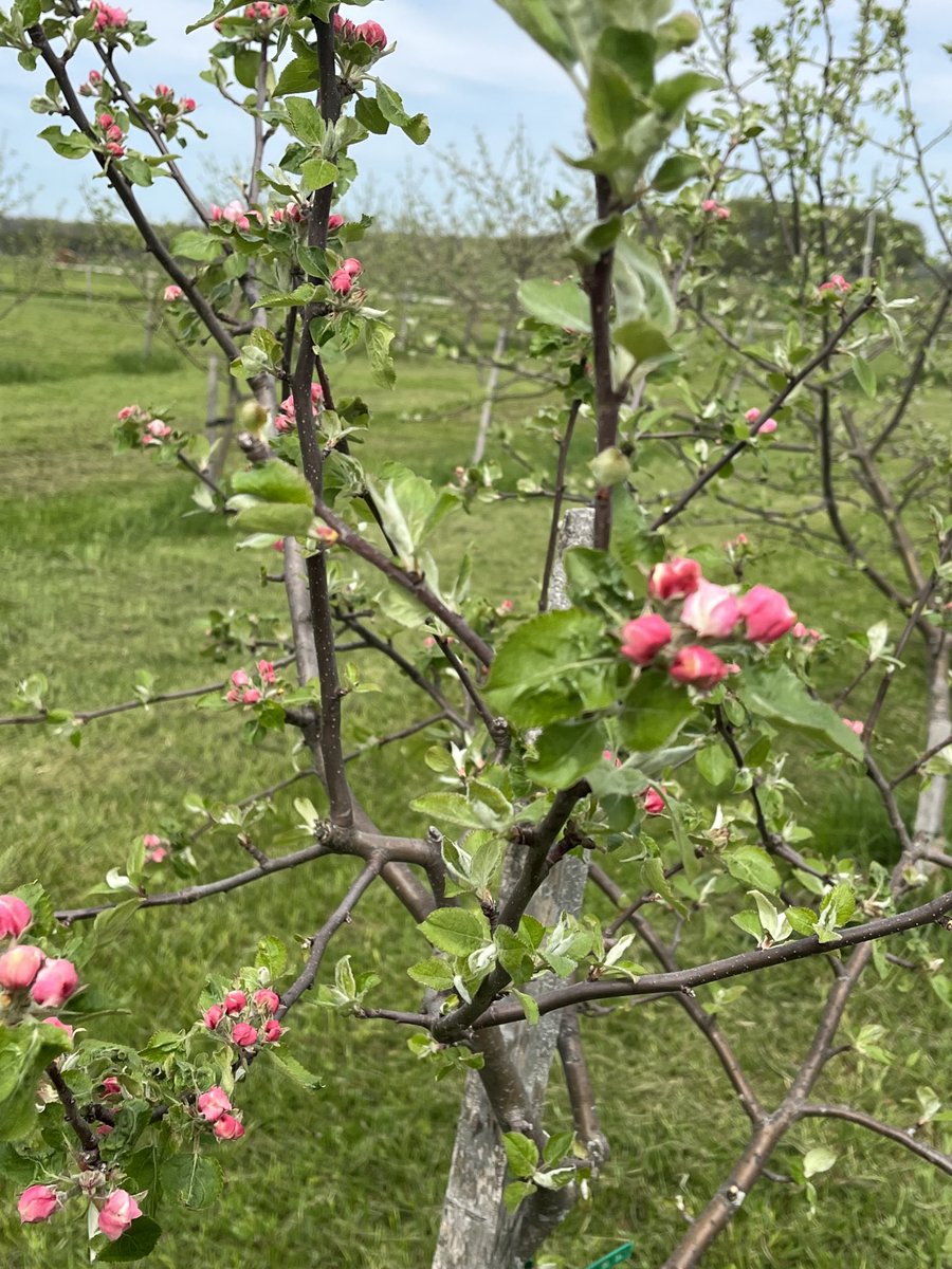 CiderFire's tweet image. ⁦@CityNatasha⁩ #appleblossom season as started! From white,pink,deep pink. With over 600 varieties they all bloom at different times! #brucecounty Don’t miss the Blossoms contact us. We are 3 hrs from #gta