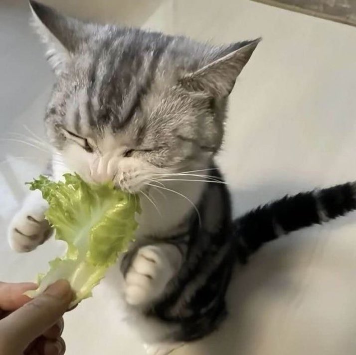 野菜好きな猫ちゃん