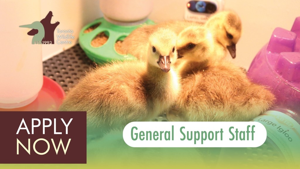 🚨NOW HIRING🚨

We’re urgently looking for General Support Staff to create safe, clean, and well-maintained spaces and support daily operations at TWC. Every clean cage, fresh towel, or repair adds up to one thing: helping wildlife!

To learn more &amp; apply: torontowildlifecentre.com/about-us/jobs/…