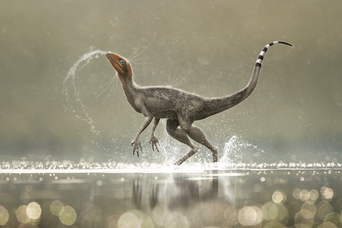 Making a splash.
Contrary to appearances, this little guy - aka Lagerpeton - may have been more closely related to pterosaurs than dinosaurs. 
Phylogenetic complexity aside, 230(ish) million years after they shuffled off this mortal coil, I made this.