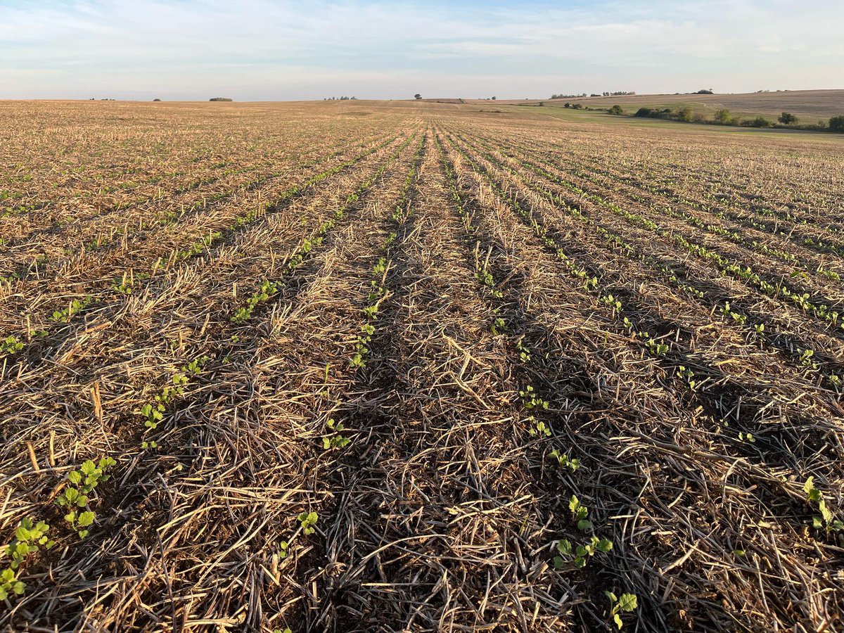 Muy buenas implantaciones 15-16 días después de sembradas!!!

👉Excelente trabajo del barrerrastrojo de cara a la venida de las heladas ✔️

#VT #Dolores <a href="/corporacionuy/">Corporación de Maquinaria</a> <a href="/ssg1904/">Santiago Saint Girons 🇺🇾🇺🇾</a> <a href="/BabelErro/">Babel Erro</a> <a href="/juanjoerro/">Juanjo Erro</a> <a href="/ElguryErro/">Ignacio Erro</a>