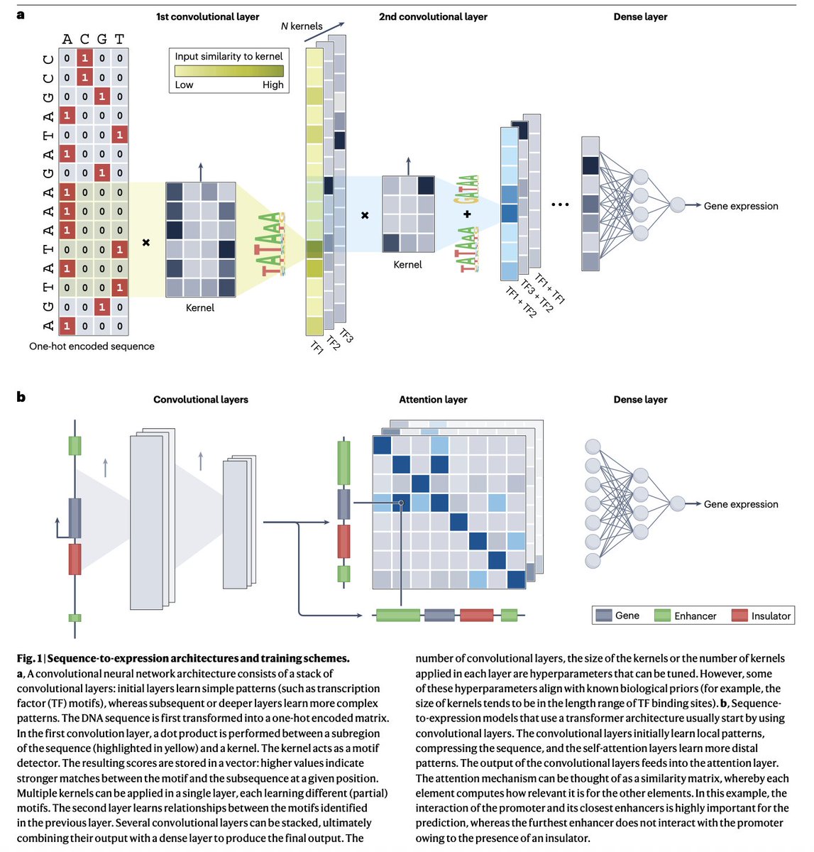 Min Dai (@artofbiology) on Twitter photo Predicting gene expression from DNA sequence using deep learning models | Nature Reviews Genetics <a href="/NatureRevGenet/">Nature Reviews Genetics</a> nature.com/articles/s4157… Predicting gene expression from DNA sequence using deep learning models | Nature Reviews Genetics <a href="/NatureRevGenet/">Nature Reviews Genetics</a> nature.com/articles/s4157…