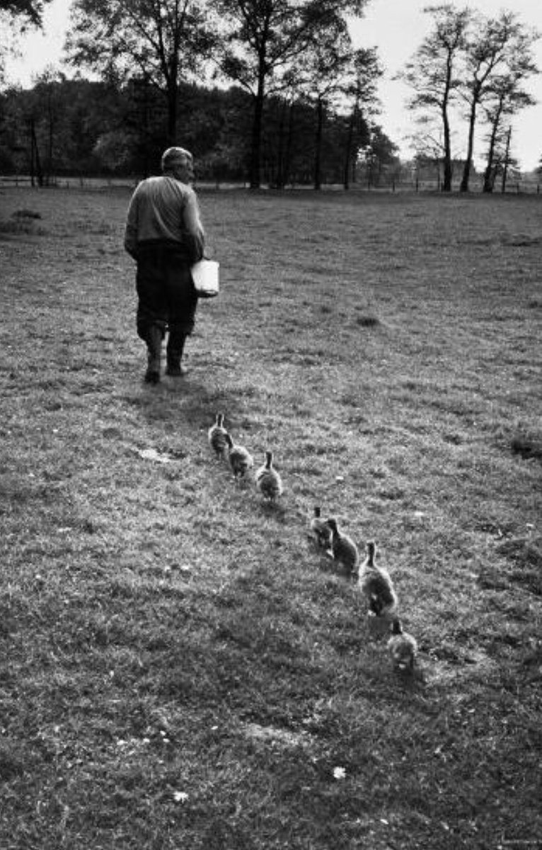 jackson_stokes's tweet image. What can duckings teach us about neural networks? 

Turns out more than you think: an excerpt on Imprinting  from &quot;Why Machines Learn&quot; by @anilananth 🦆 1/6